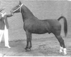 Deckhengst Typhoon (Gelderländer, 1954, von Ole van Wittenstein)