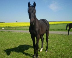 jumper Cap Consul (German Sport Horse, 2007, from Consul)