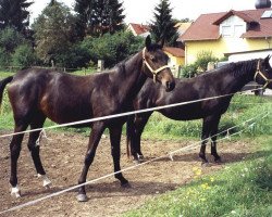 broodmare Peggy 673 (Brandenburg, 1996, from Capital)