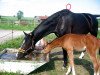 broodmare Rimini (German Sport Horse, 2007, from Lord Altmark)