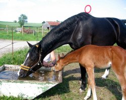 Dressurpferd Rimini (Deutsches Sportpferd, 2007, von Lord Altmark)