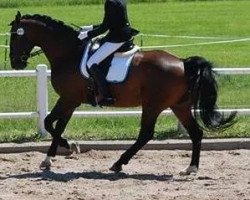 dressage horse Sejtan (Czech Warmblood, 2001, from Puschkin)