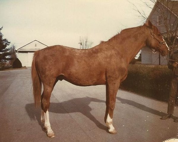 stallion Bolero xx (Thoroughbred, 1946, from Eight Thirty xx)