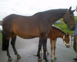 broodmare Sidney (Brandenburg, 2001, from Saccor)