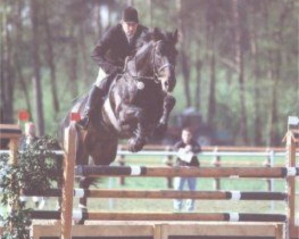 stallion Consul (Holsteiner, 1984, from Caletto II)