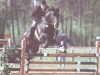 stallion Consul (Holsteiner, 1984, from Caletto II)