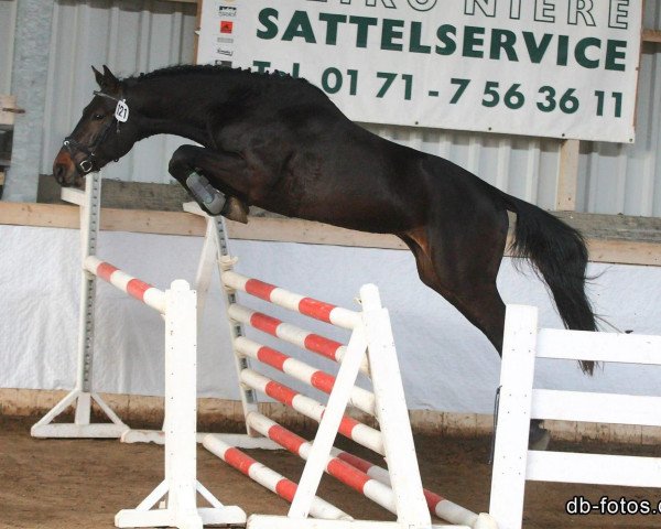 Springpferd Laredo (Deutsches Sportpferd, 2010, von Auheim's La Quitol)