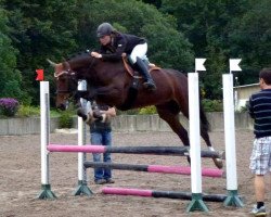 broodmare Pina Colada (German Sport Horse, 2008, from Lord Altmark)