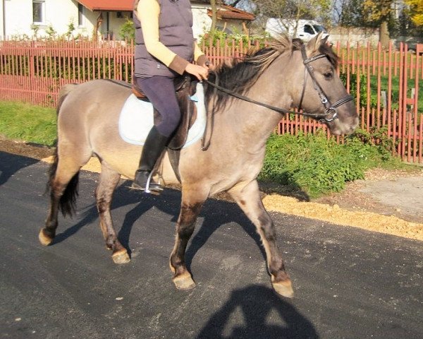 Pferd Nelson (Konik, 2008)