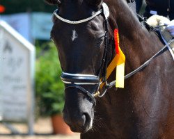 broodmare Just Happy (Oldenburg, 2008, from Donee)