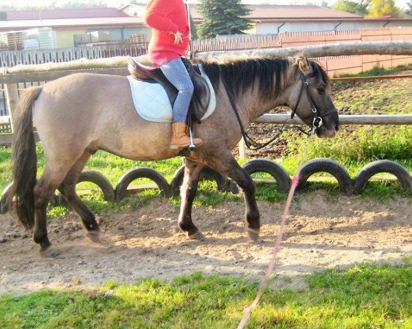 horse Nelson (Konik, 2008)