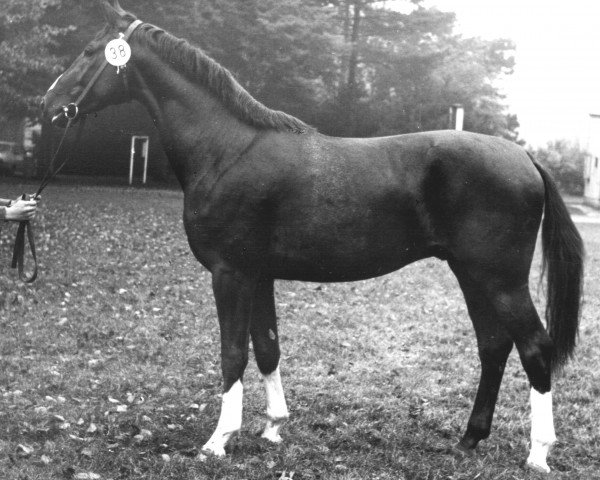 stallion Dornbusch (Saxony-Anhaltiner, 1975, from Duktus)