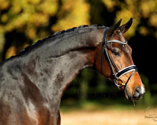 dressage horse Billabong 4 (Westphalian, 2010, from Belissimo NRW)