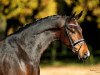 dressage horse Billabong 4 (Westphalian, 2010, from Belissimo NRW)