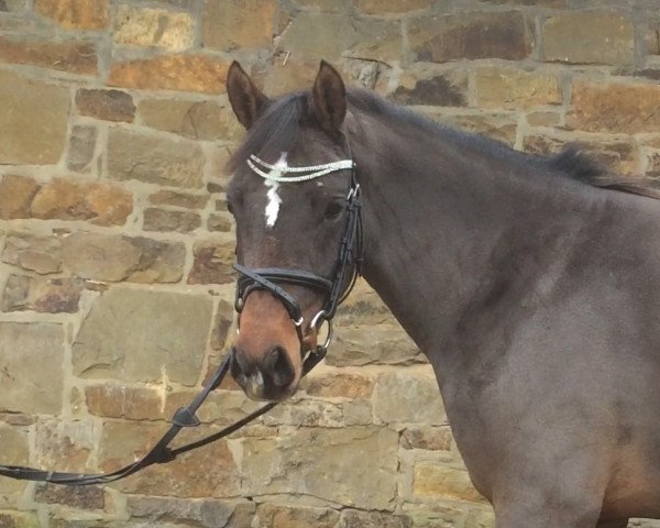 Dressurpferd Geronda (Nederlands Welsh Ridepony, 2012, von Orchard Wildeman)