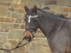 dressage horse Geronda (Nederlands Welsh Ridepony, 2012, from Orchard Wildeman)