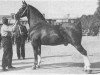 stallion Zadonis (Groningen, 1935, from Sadonis)