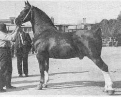 Deckhengst Zadonis (Groninger, 1935, von Sadonis)