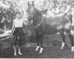 broodmare Verda (Gelderland, 1956, from Passaat)