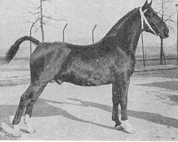 stallion Passaat (Gelderland, 1951, from L'Invasion AN)