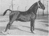stallion Passaat (Gelderland, 1951, from L'Invasion AN)