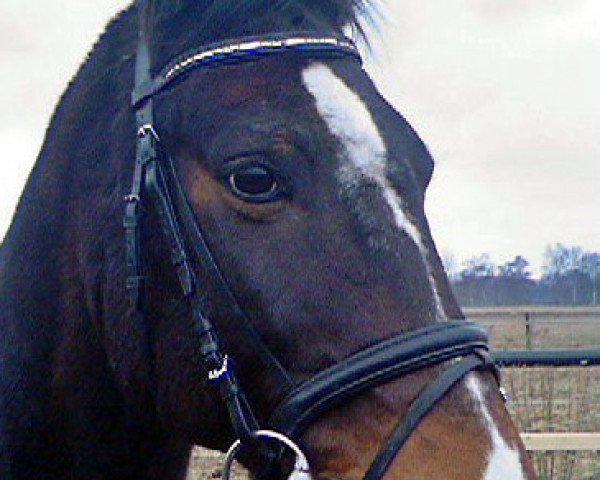 horse Laredo 111 (Hanoverian, 1991, from Lion)