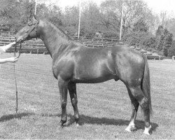 stallion Havanna (KWPN (Royal Dutch Sporthorse), 1989, from Clavecimbel)