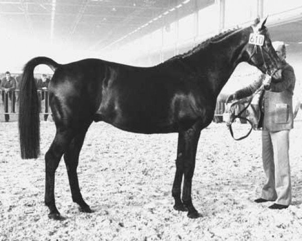 stallion Godolphin xx (Thoroughbred, 1968, from Herero xx)