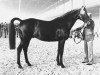 stallion Godolphin xx (Thoroughbred, 1968, from Herero xx)