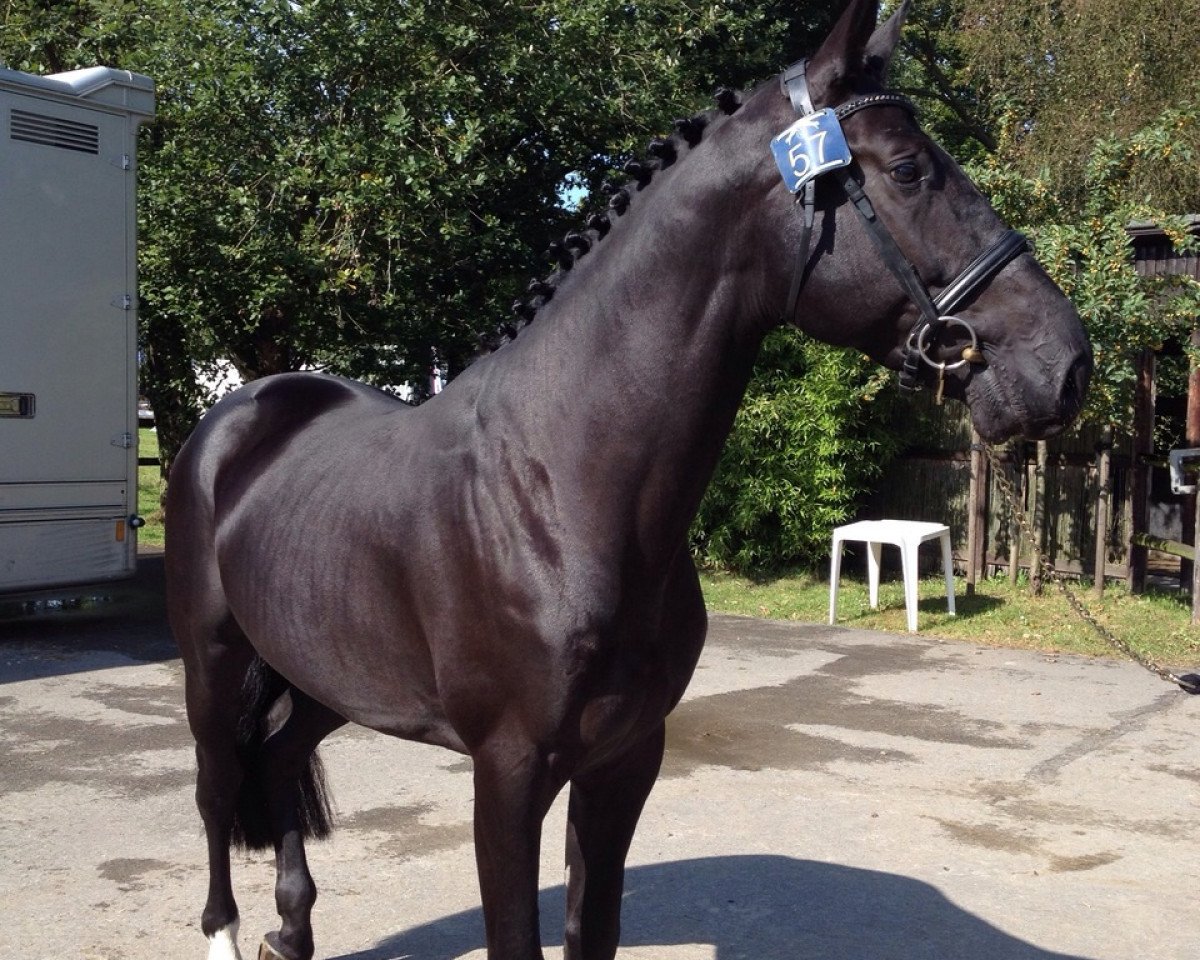 horse Quiet van de Kanaalweg Z (Zangersheide riding horse, 2010, from Quantum)