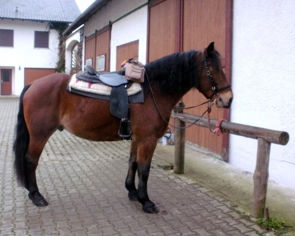 horse Morphy (South German draft horse, 2008)