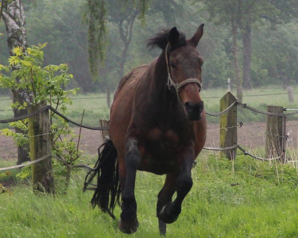 broodmare Tanagra (Holsteiner, 2003, from Lux Z)