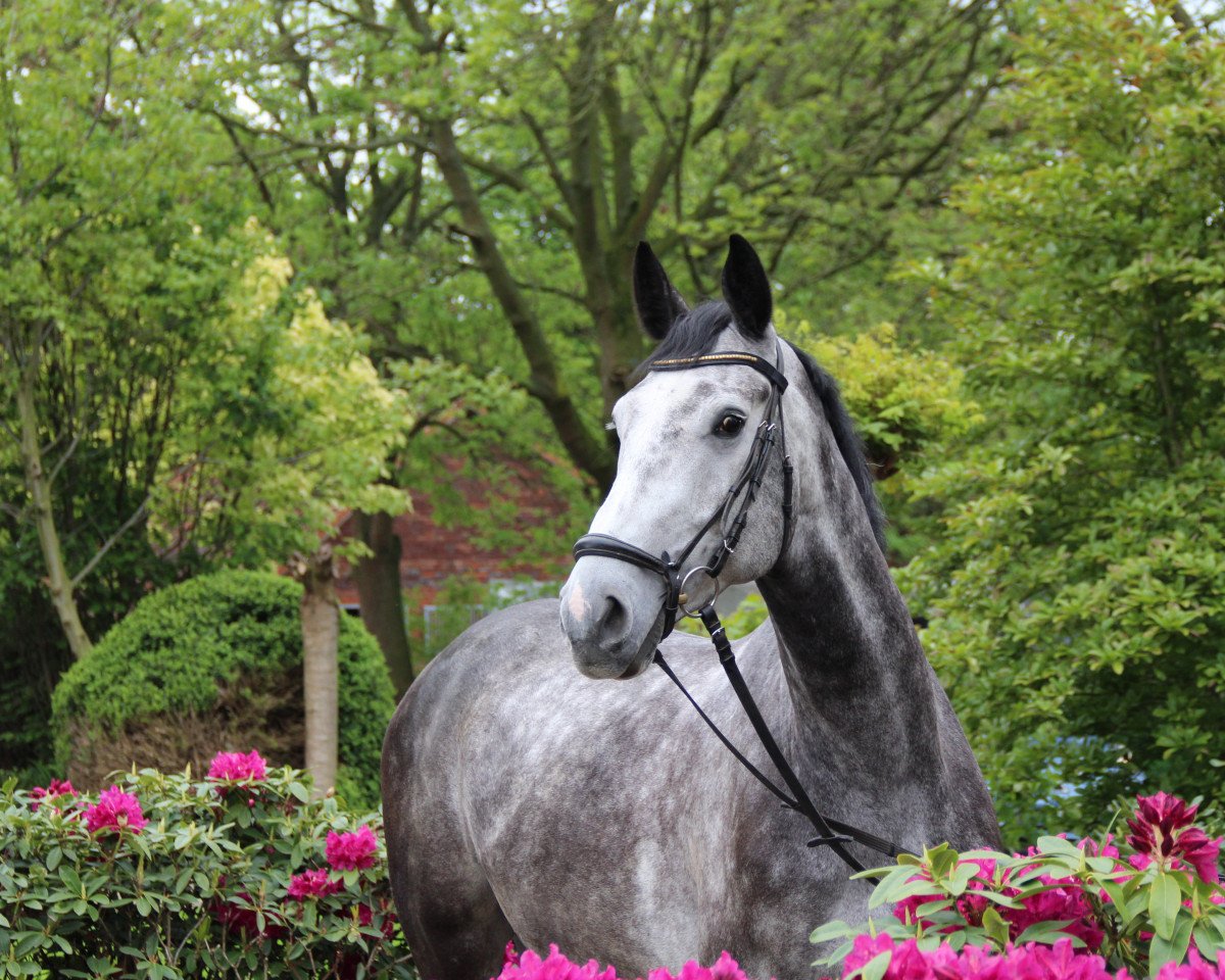 horse Collin T (Holsteiner, 2009, from Clinsmann 2)
