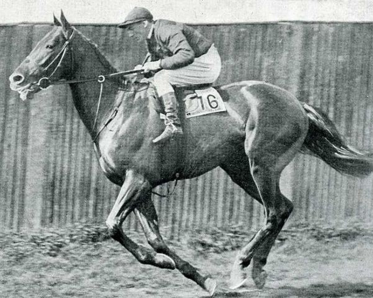 stallion Diophon xx (Thoroughbred, 1921, from Grand Parade xx)
