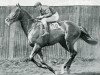 stallion Diophon xx (Thoroughbred, 1921, from Grand Parade xx)