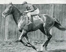 stallion Diophon xx (Thoroughbred, 1921, from Grand Parade xx)