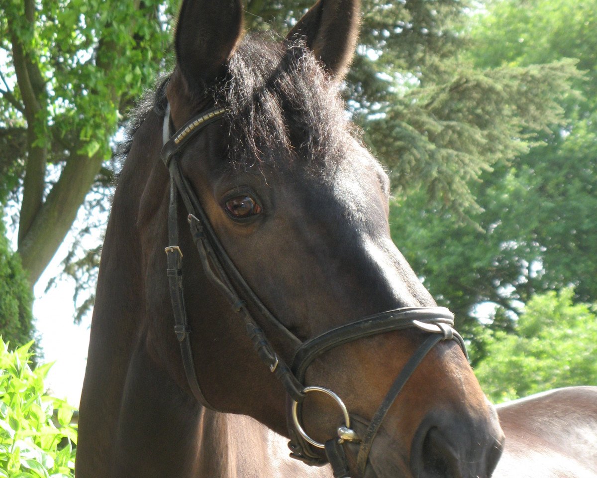 broodmare Lima F (Hanoverian, 2001, from Lacantus)