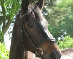 broodmare Lima F (Hanoverian, 2001, from Lacantus)