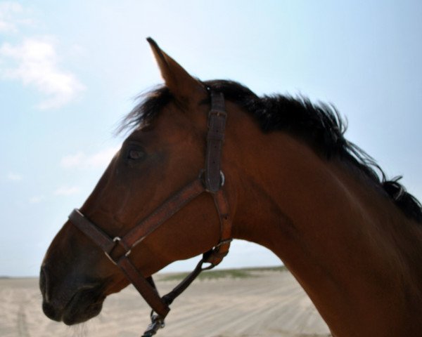dressage horse Lukas 795 (Holsteiner, 2001, from Lansing)