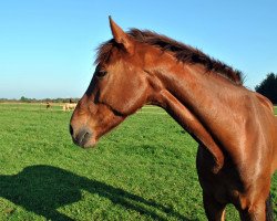 dressage horse All Right 23 (Oldenburg, 2009, from Almoretto)