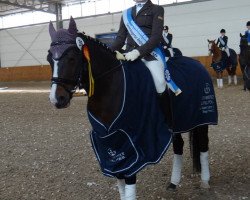 dressage horse Chivas Macaroon Pialotta (German Riding Pony, 2007, from Puccini)