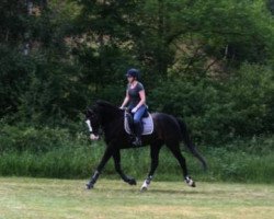 dressage horse Conquest of paradise 8 (Hanoverian, 2004, from Chico's Boy)