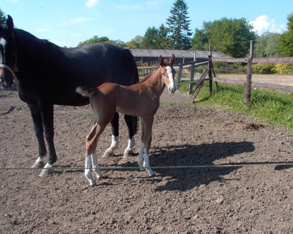 Springpferd Träumerinchen (Hannoveraner, 2014, von Champion For Pleasure)