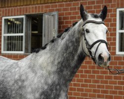 dressage horse Sambuca Pur (Westphalian, 2011, from Silbermond)