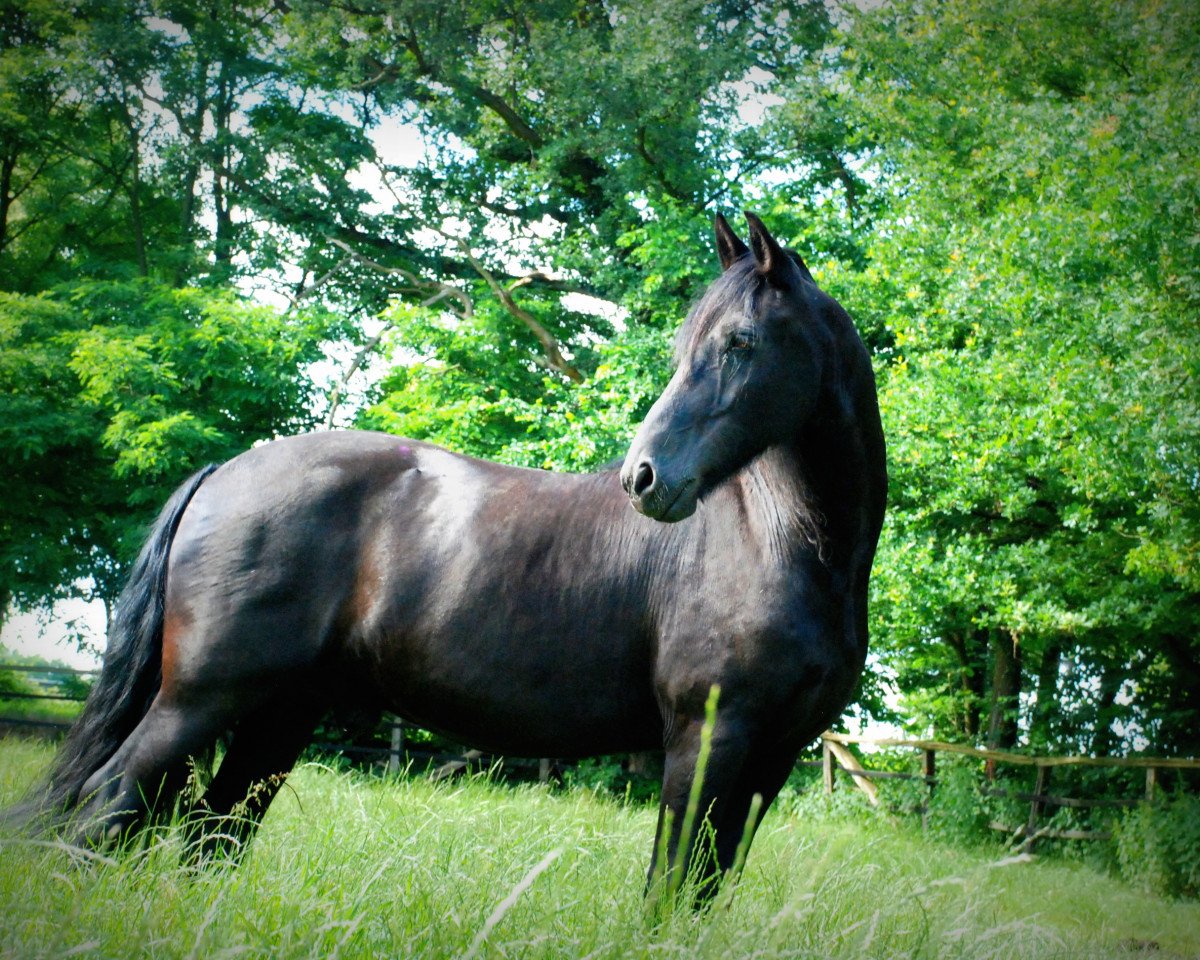 horse Tango B. (Friese, 1998, from Fetse 349)