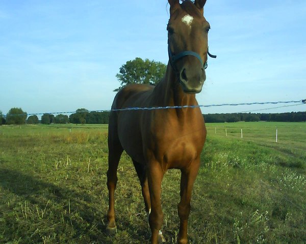 broodmare Charme (unknown,  , from Cartier)