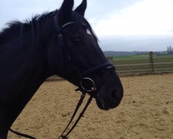 dressage horse Defilee 5 (Rhinelander, 2006, from De La Vega)