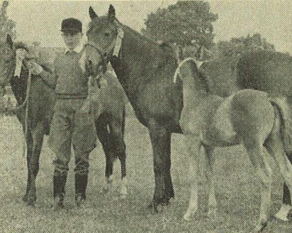 Zuchtstute Hatchett Susan (New-Forest-Pony, 1955, von Forest Horse)
