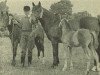 broodmare Hatchett Susan (New Forest Pony, 1955, from Forest Horse)