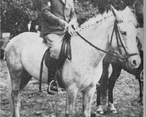 broodmare Grey Skies (New Forest Pony, 1958, from Forest Horse)